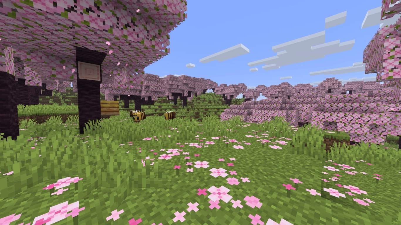 Cherry blossom trees in full bloom