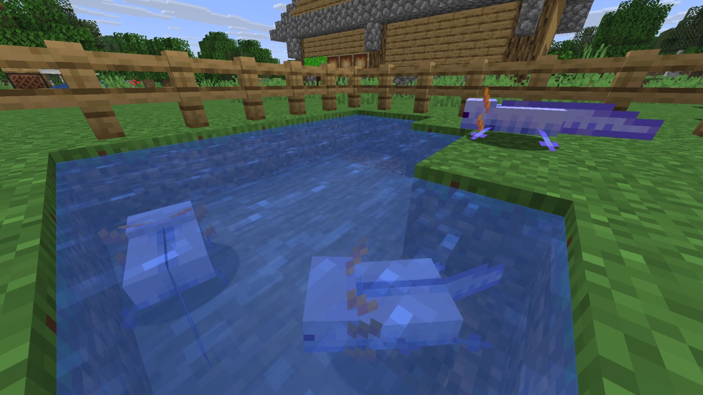 Rare Blue Axolotl in Minecraft